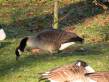 Canard de St-James's Park